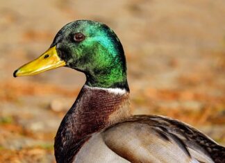 Ile ton wejdzie do busa?