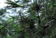 Ile litrow ma bagażnik BMW x5?