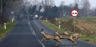 Odstraszacze dzikiej zwierzyny